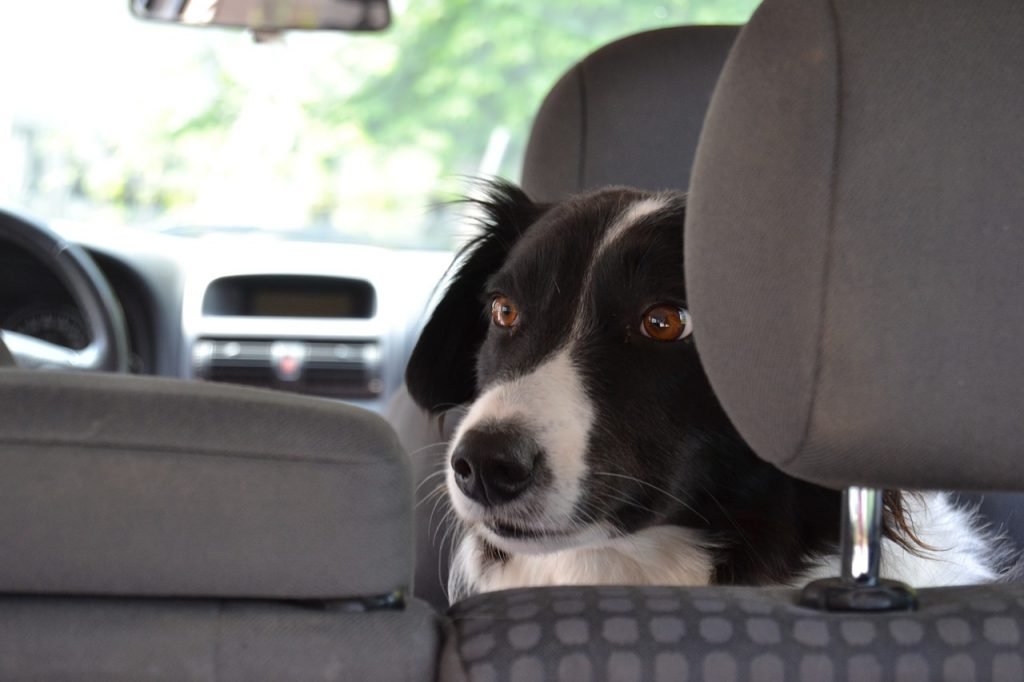Drive Hunde Anschnallgurt  Sicherheitsgurt für Hunde 